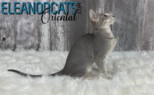 ELEANORCATS Oriental Bleu ticked IMG_8764