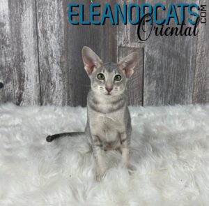 ELEANORCATS Oriental Bleu ticked IMG_8765