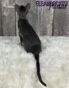 ELEANORCATS peterbald bleu IMG_8708