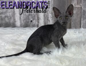 ELEANORCATS peterbald bleu IMG_8713