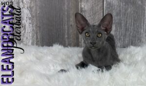 ELEANORCATS peterbald bleu IMG_8716