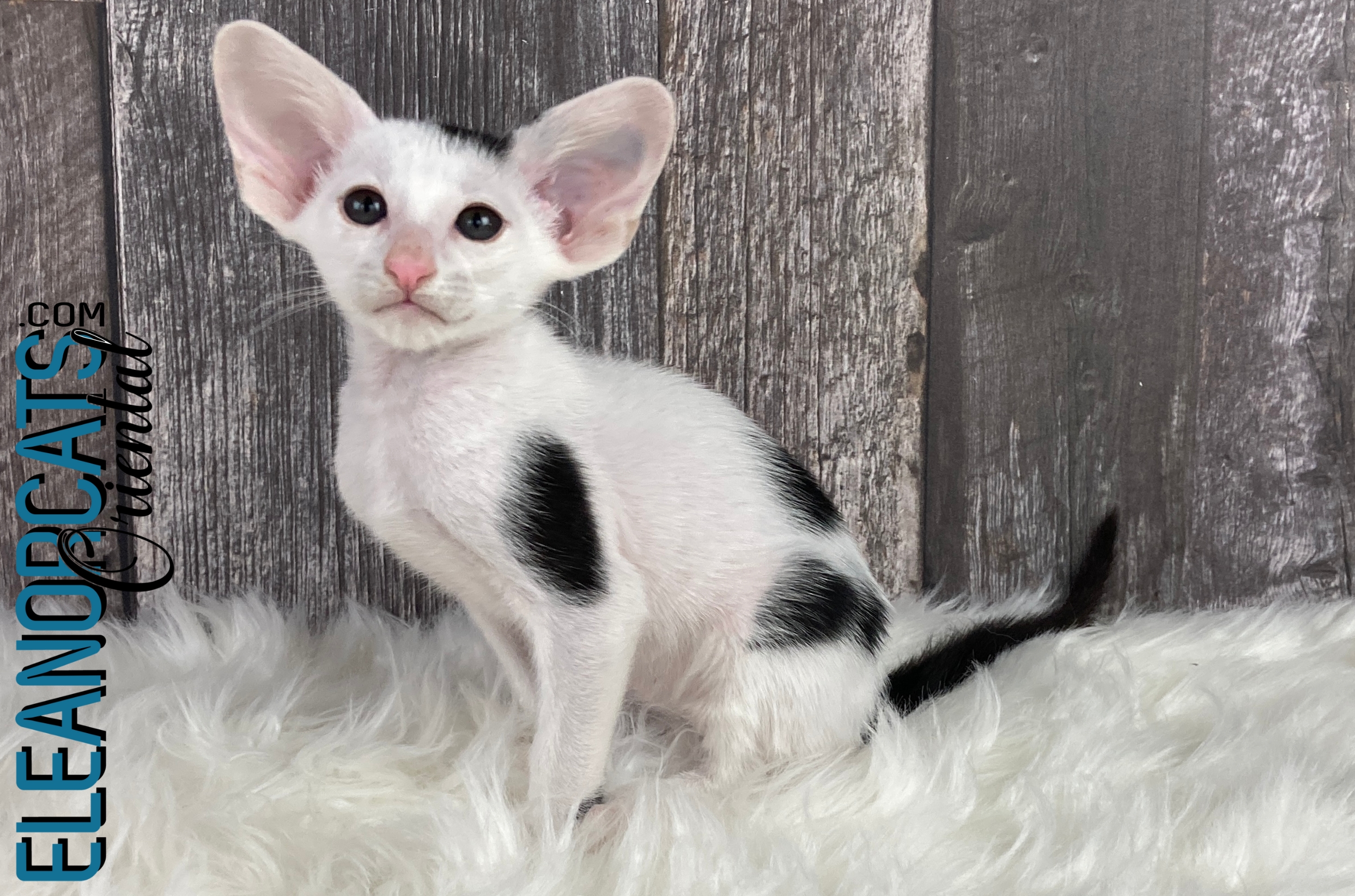 Oriental Shorthair