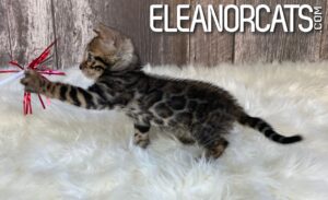 ELEANORCATSIMG_0349