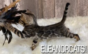 ELEANORCATSIMG_0454