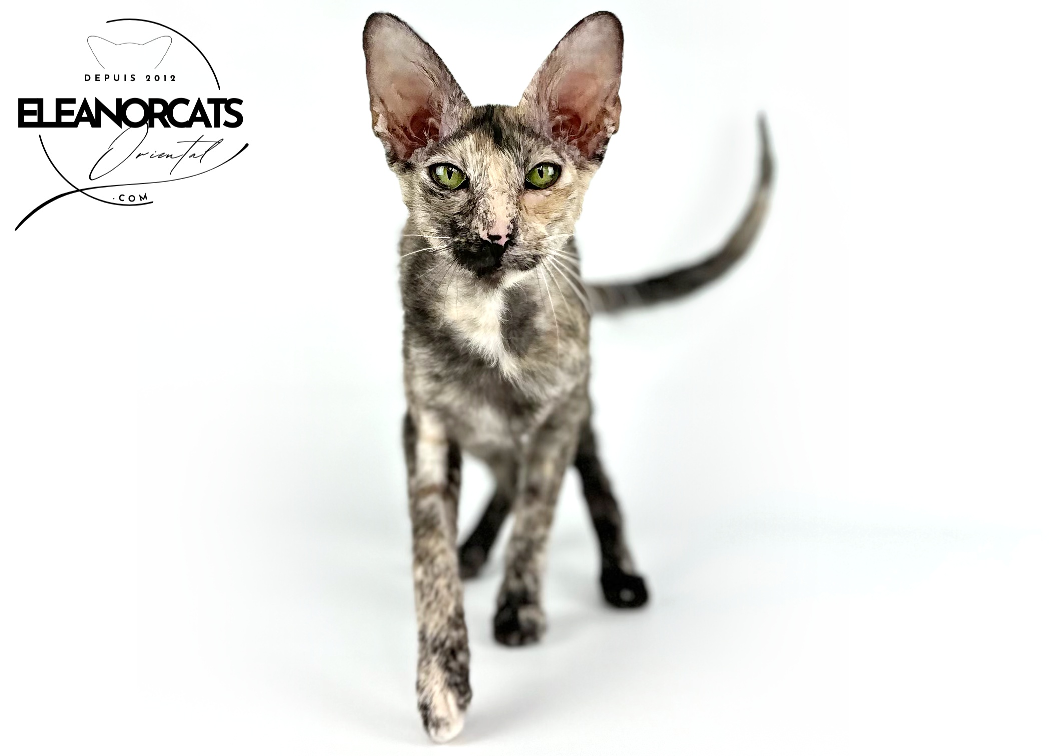 ELEANOCATS Peterbald Brush