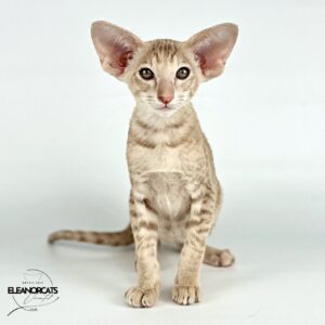 oriental shorthair