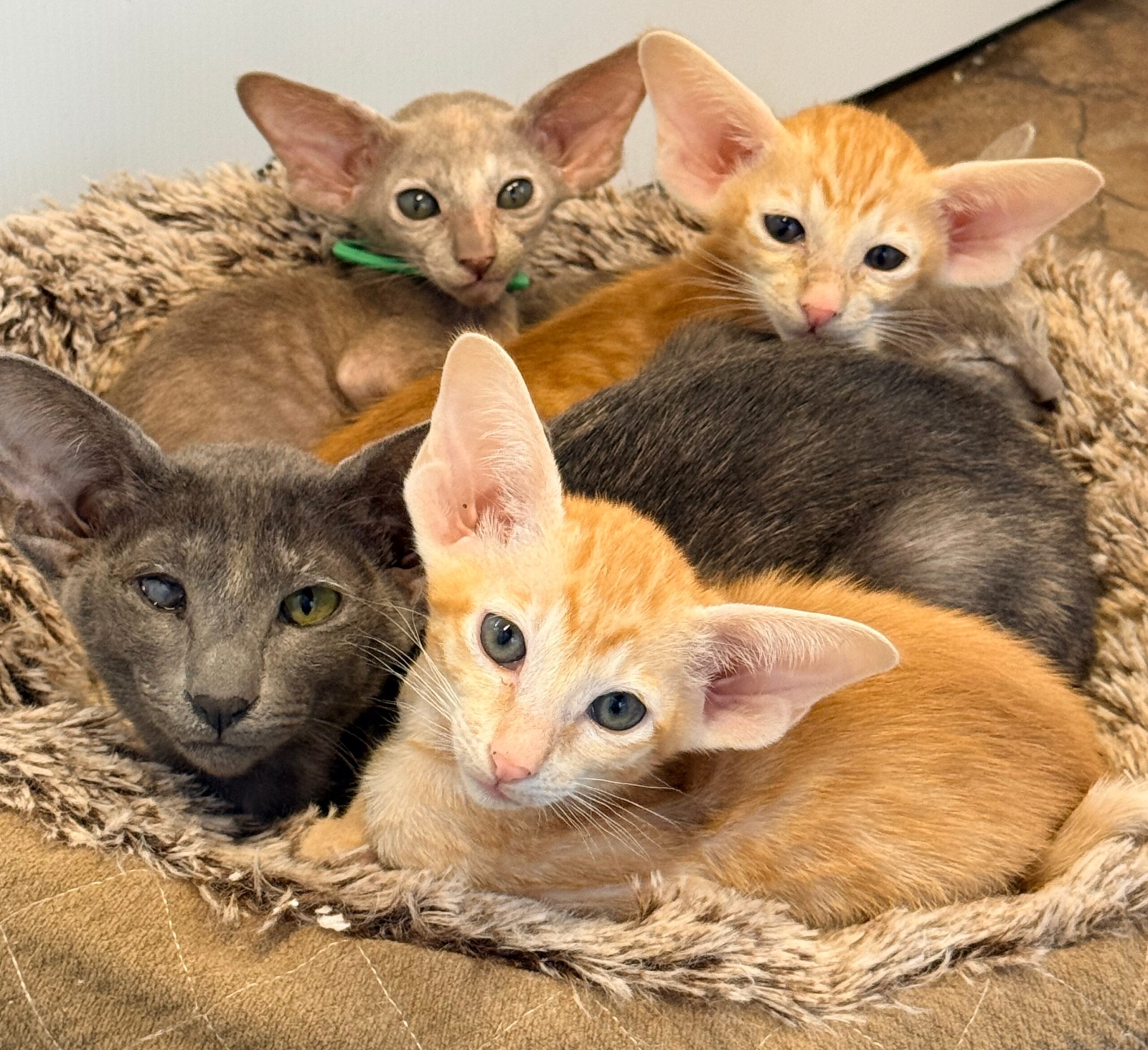 oriental shorthair