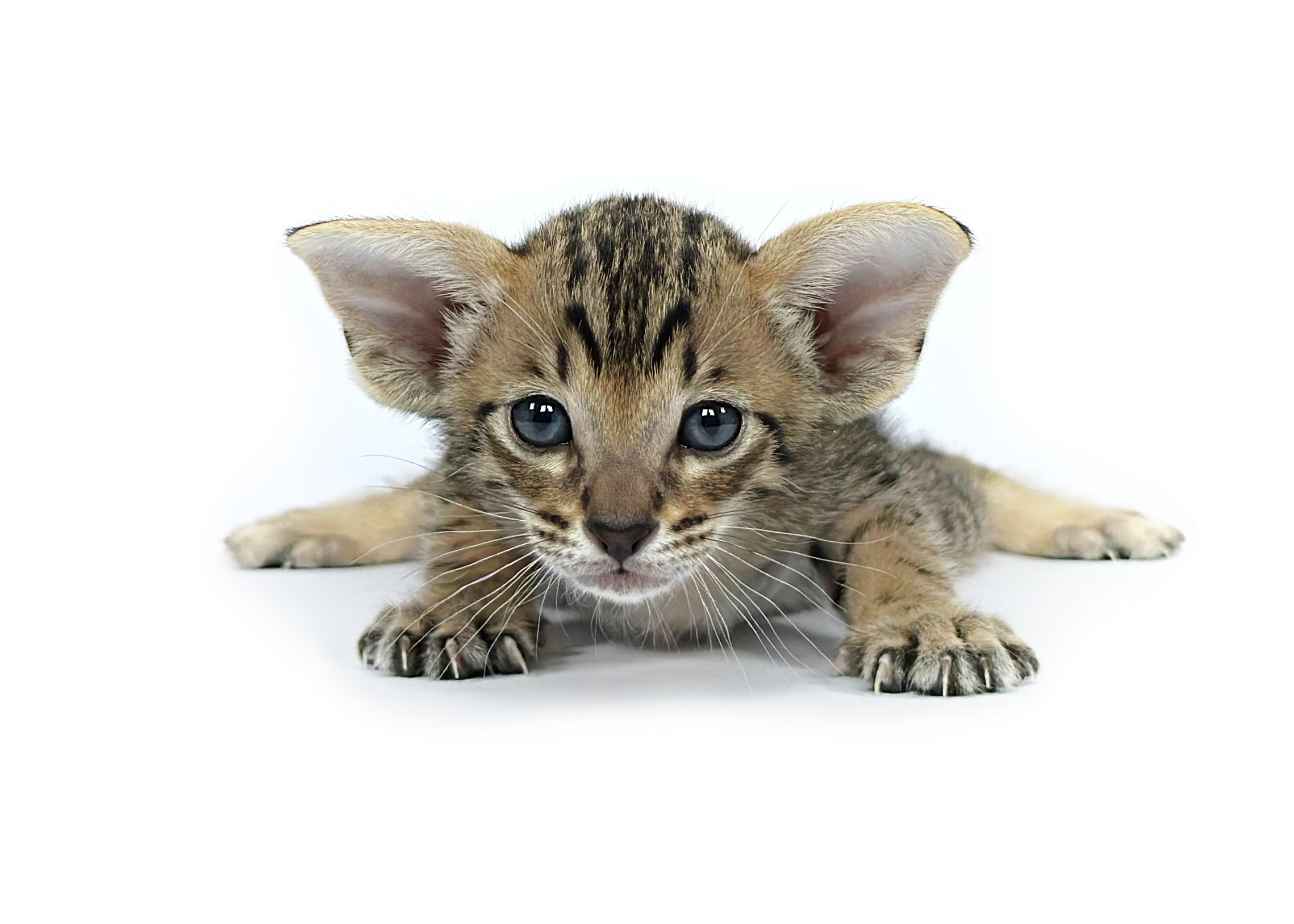 Oriental Shorthair