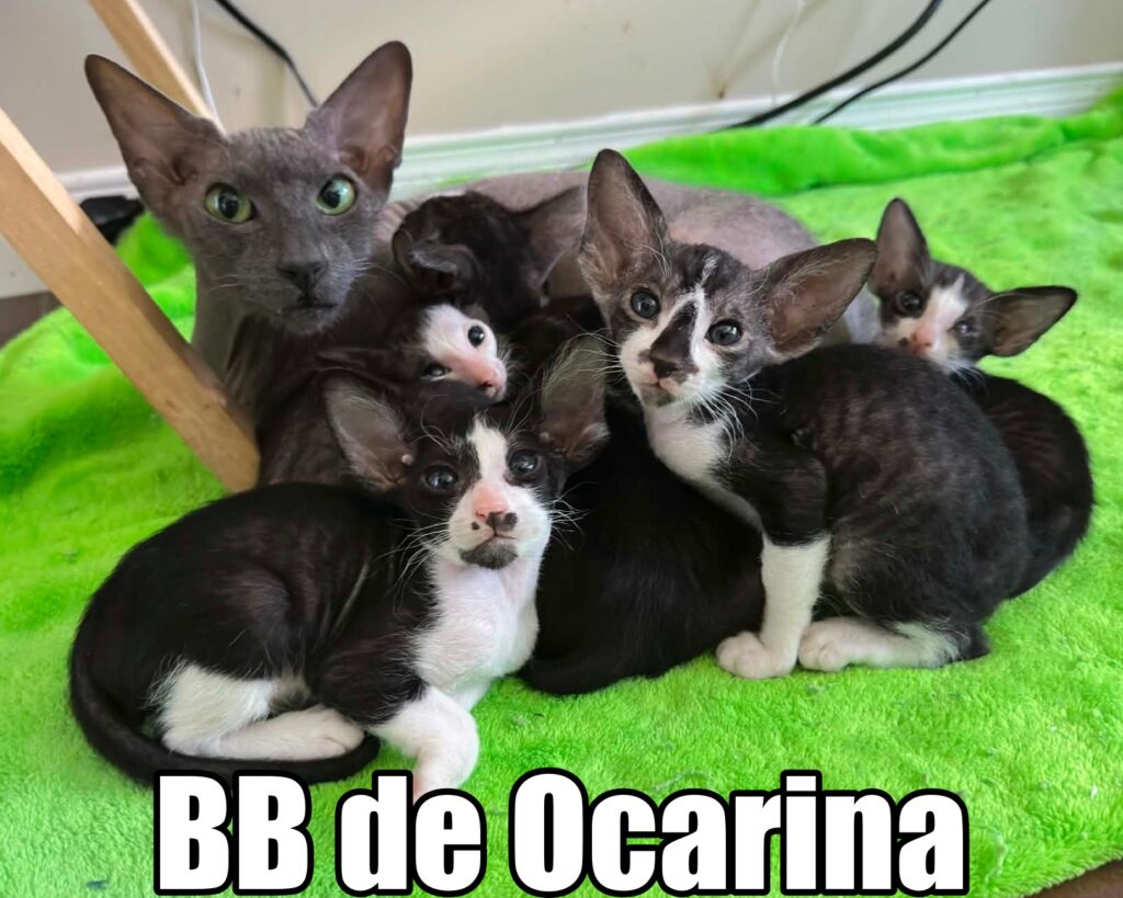 Peterbald