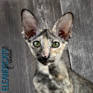 Romani - Peterbald Romani - Peterbald